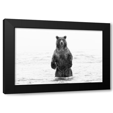 Brown bear standing upright-Silver Salmon Creek-Lake Clark National Park-Alaska Black Modern Wood Framed Art Print by Jones, Adam