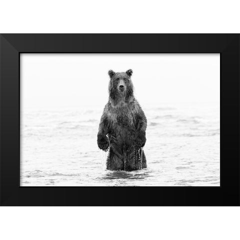 Brown bear standing upright-Silver Salmon Creek-Lake Clark National Park-Alaska Black Modern Wood Framed Art Print by Jones, Adam