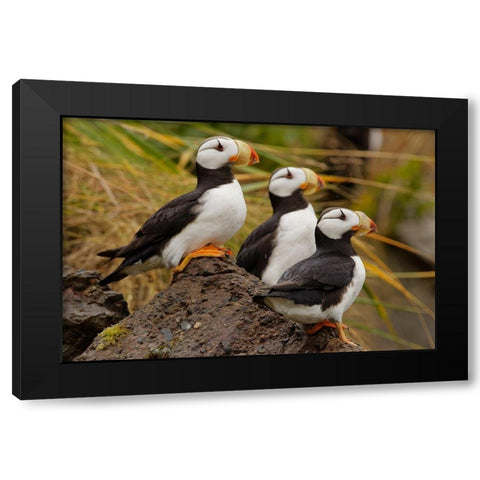 Horned Puffin-Fratercula corniculata-Lake Clark National Park-Alaska Black Modern Wood Framed Art Print by Jones, Adam
