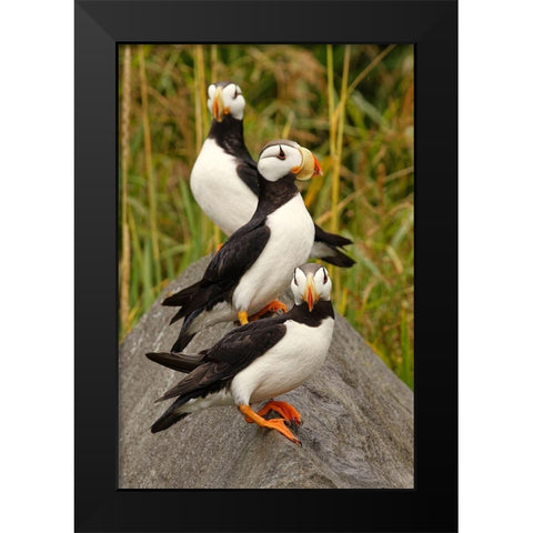 Horned Puffin-Fratercula corniculata-Lake Clark National Park-Alaska Black Modern Wood Framed Art Print by Jones, Adam