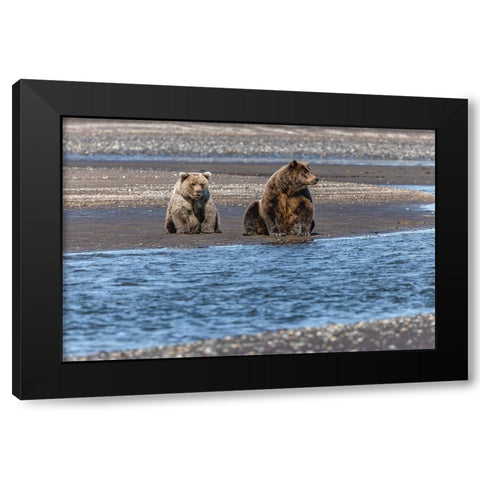 Adult female grizzly bear and cub fishing-Lake Clark National Park and Preserve-Alaska Black Modern Wood Framed Art Print with Double Matting by Jones, Adam