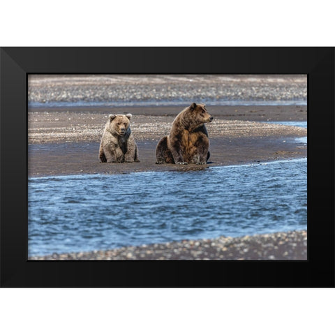 Adult female grizzly bear and cub fishing-Lake Clark National Park and Preserve-Alaska Black Modern Wood Framed Art Print by Jones, Adam