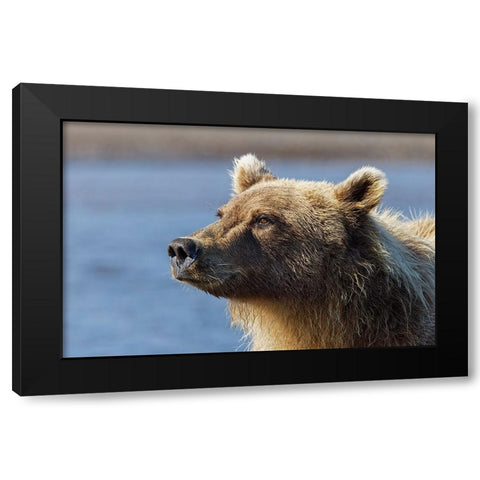 Grizzly bear close-up-Lake Clark National Park and Preserve-Alaska Black Modern Wood Framed Art Print with Double Matting by Jones, Adam