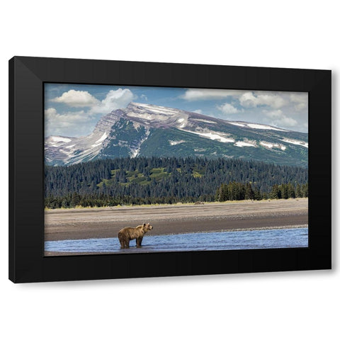 Grizzly bear in landscape with mountain-Lake Clark National Park and Preserve-Alaska Black Modern Wood Framed Art Print by Jones, Adam