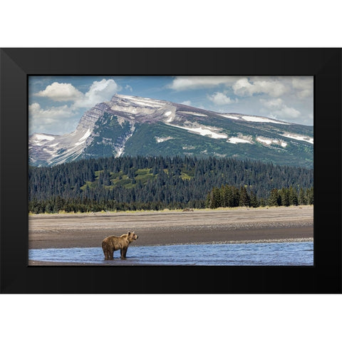 Grizzly bear in landscape with mountain-Lake Clark National Park and Preserve-Alaska Black Modern Wood Framed Art Print by Jones, Adam