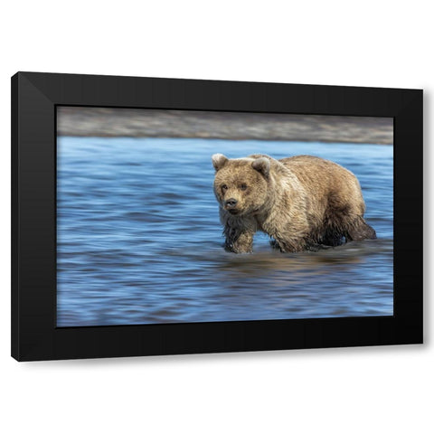 Grizzly bear cub-Lake Clark National Park and Preserve-Alaska Black Modern Wood Framed Art Print with Double Matting by Jones, Adam