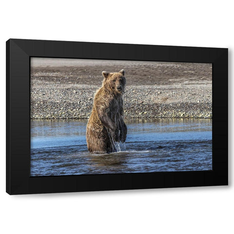 Grizzly bear standing while fishing-Lake Clark National Park and Preserve-Alaska Black Modern Wood Framed Art Print by Jones, Adam