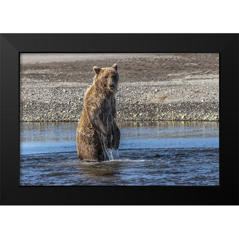 Grizzly bear standing while fishing-Lake Clark National Park and Preserve-Alaska Black Modern Wood Framed Art Print by Jones, Adam