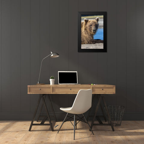 Grizzly bear resting-Lake Clark National Park and Preserve-Alaska Black Modern Wood Framed Art Print by Jones, Adam