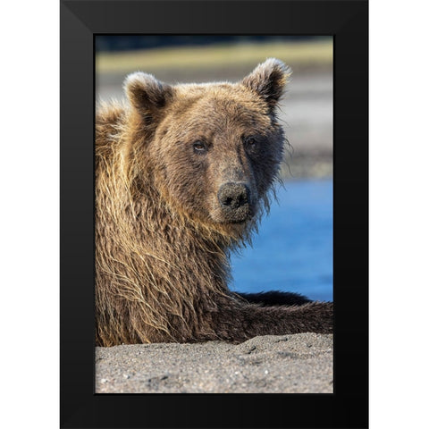 Grizzly bear resting-Lake Clark National Park and Preserve-Alaska Black Modern Wood Framed Art Print by Jones, Adam
