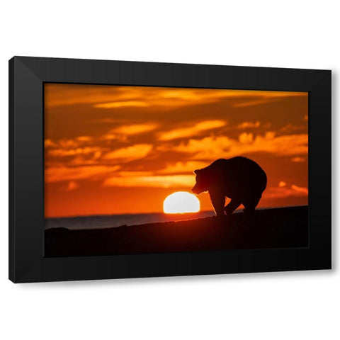 Adult grizzly bear silhouetted on beach at sunrise-Lake Clark National Park and Preserve Black Modern Wood Framed Art Print with Double Matting by Jones, Adam