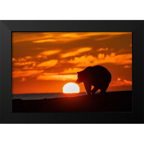 Adult grizzly bear silhouetted on beach at sunrise-Lake Clark National Park and Preserve Black Modern Wood Framed Art Print by Jones, Adam