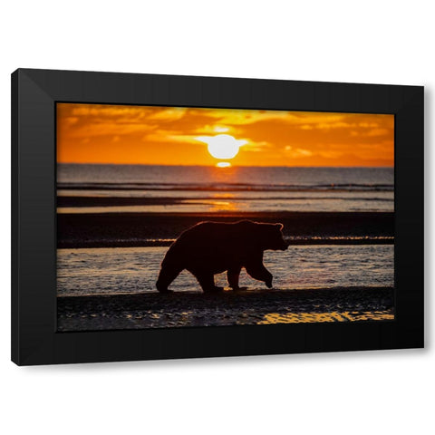 Adult grizzly bear silhouetted on beach at sunrise-Lake Clark National Park and Preserve Black Modern Wood Framed Art Print with Double Matting by Jones, Adam