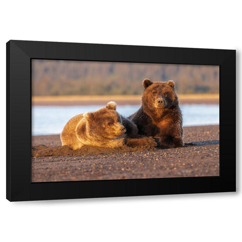 Adult female grizzly bear and cub sleeping on beach at sunrise-Lake Clark National Park and Preserve Black Modern Wood Framed Art Print by Jones, Adam