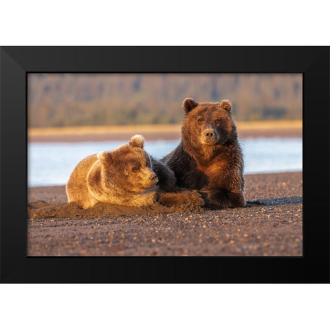 Adult female grizzly bear and cub sleeping on beach at sunrise-Lake Clark National Park and Preserve Black Modern Wood Framed Art Print by Jones, Adam