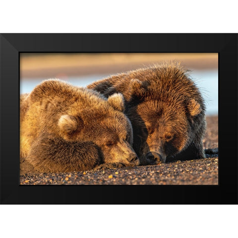 Adult female grizzly bear and cub sleeping on beach at sunrise-Lake Clark National Park and Preserve Black Modern Wood Framed Art Print by Jones, Adam