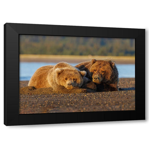 Adult female grizzly bear and cub sleeping on beach at sunrise-Lake Clark National Park and Preserve Black Modern Wood Framed Art Print by Jones, Adam