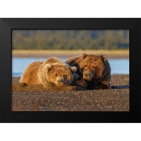 Adult female grizzly bear and cub sleeping on beach at sunrise-Lake Clark National Park and Preserve Black Modern Wood Framed Art Print by Jones, Adam