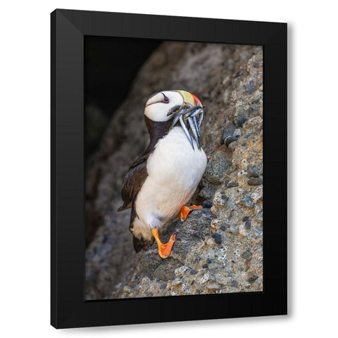 Horned puffin with needle fish in beak-Bird Island-Lake Clark National Park and Preserve-Alaska Black Modern Wood Framed Art Print by Jones, Adam
