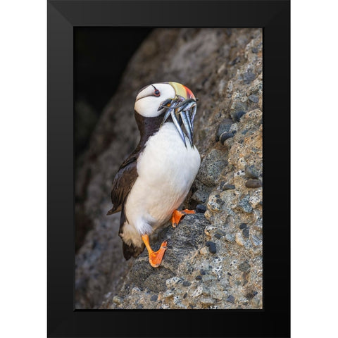 Horned puffin with needle fish in beak-Bird Island-Lake Clark National Park and Preserve-Alaska Black Modern Wood Framed Art Print by Jones, Adam