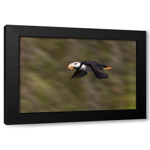 Horned puffin-Bird Island-Lake Clark National Park and Preserve-Alaska Black Modern Wood Framed Art Print with Double Matting by Jones, Adam