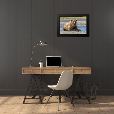 Grizzly bear resting on shoreline-Lake Clark National Park and Preserve-Alaska-Silver Salmon Creek Black Modern Wood Framed Art Print by Jones, Adam