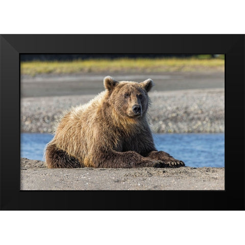 Grizzly bear resting on shoreline-Lake Clark National Park and Preserve-Alaska-Silver Salmon Creek Black Modern Wood Framed Art Print by Jones, Adam