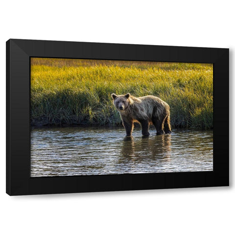 Grizzly bear cub crossing grassy meadow-Lake Clark National Park and Preserve-Alaska Black Modern Wood Framed Art Print with Double Matting by Jones, Adam
