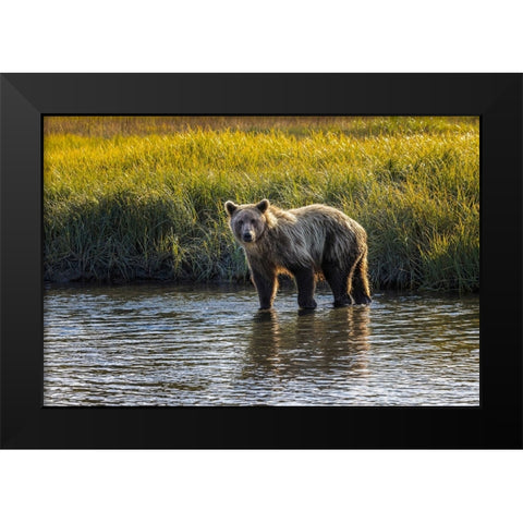 Grizzly bear cub crossing grassy meadow-Lake Clark National Park and Preserve-Alaska Black Modern Wood Framed Art Print by Jones, Adam