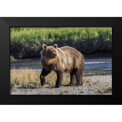 Grizzly bear cub crossing grassy meadow-Lake Clark National Park and Preserve-Alaska Black Modern Wood Framed Art Print by Jones, Adam