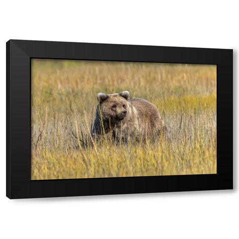 Grizzly bear cub crossing grassy meadow-Lake Clark National Park and Preserve-Alaska-Silver Black Modern Wood Framed Art Print with Double Matting by Jones, Adam