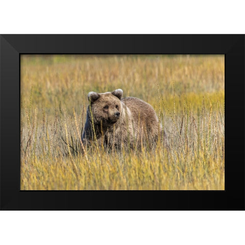 Grizzly bear cub crossing grassy meadow-Lake Clark National Park and Preserve-Alaska-Silver Black Modern Wood Framed Art Print by Jones, Adam