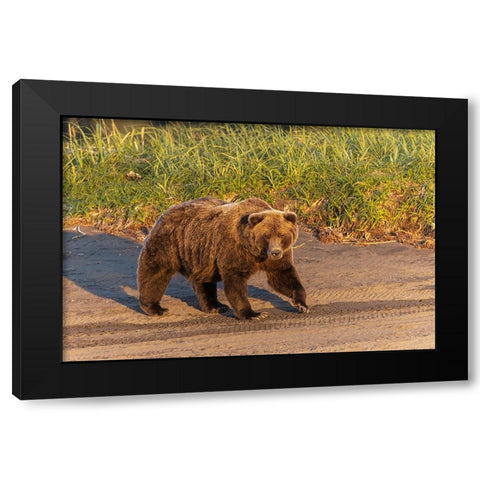Adult grizzly bear on shoreline at sunrise-Lake Clark National Park and Preserve-Alaska Black Modern Wood Framed Art Print by Jones, Adam