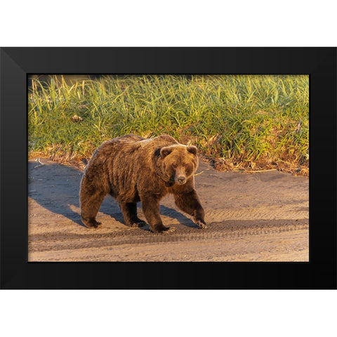 Adult grizzly bear on shoreline at sunrise-Lake Clark National Park and Preserve-Alaska Black Modern Wood Framed Art Print by Jones, Adam