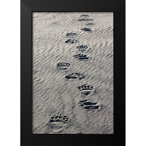 Adult grizzly bear tracks on sandy beach-Lake Clark National Park and Preserve-Alaska Black Modern Wood Framed Art Print by Jones, Adam