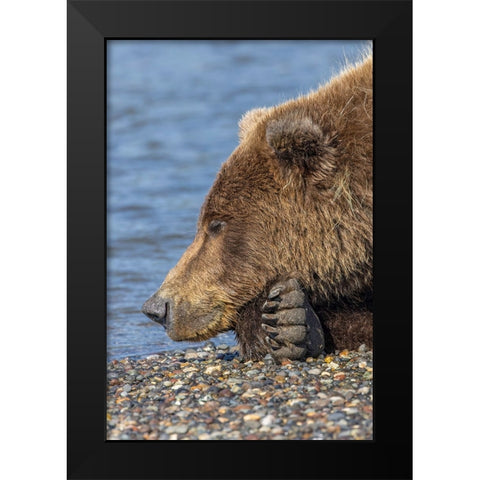 Adult grizzly bear resting on beach-Lake Clark National Park and Preserve-Alaska Black Modern Wood Framed Art Print by Jones, Adam