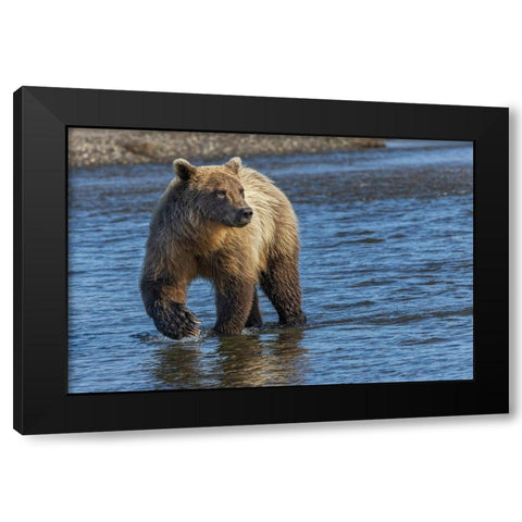 Adult grizzly bear chasing fish-Lake Clark National Park and Preserve-Alaska-Silver Salmon Creek Black Modern Wood Framed Art Print with Double Matting by Jones, Adam
