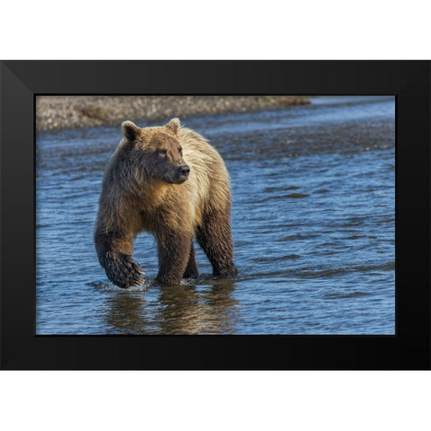 Adult grizzly bear chasing fish-Lake Clark National Park and Preserve-Alaska-Silver Salmon Creek Black Modern Wood Framed Art Print by Jones, Adam