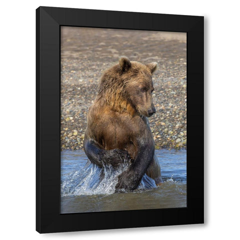 Adult grizzly bear chasing fish-Lake Clark National Park and Preserve-Alaska-Silver Salmon Creek Black Modern Wood Framed Art Print by Jones, Adam