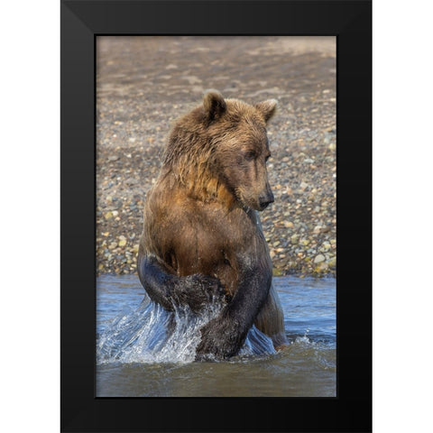 Adult grizzly bear chasing fish-Lake Clark National Park and Preserve-Alaska-Silver Salmon Creek Black Modern Wood Framed Art Print by Jones, Adam