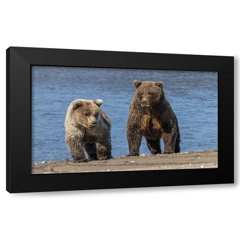 Grizzly bear cub and adult female-Lake Clark National Park and Preserve-Alaska-Silver Salmon Creek Black Modern Wood Framed Art Print with Double Matting by Jones, Adam