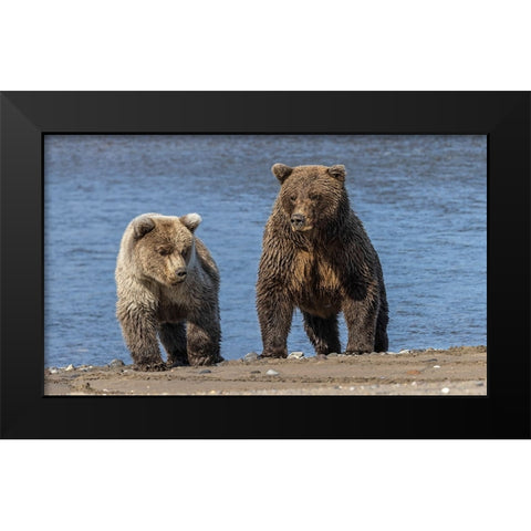 Grizzly bear cub and adult female-Lake Clark National Park and Preserve-Alaska-Silver Salmon Creek Black Modern Wood Framed Art Print by Jones, Adam