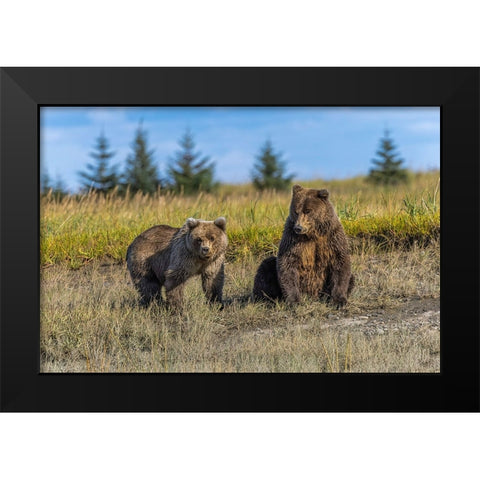 Grizzly bear cub and adult female-Lake Clark National Park and Preserve-Alaska-Silver Salmon Creek Black Modern Wood Framed Art Print by Jones, Adam