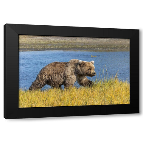 Grizzly bear-Lake Clark National Park and Preserve-Alaska-Silver Salmon Creek Black Modern Wood Framed Art Print with Double Matting by Jones, Adam