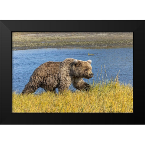 Grizzly bear-Lake Clark National Park and Preserve-Alaska-Silver Salmon Creek Black Modern Wood Framed Art Print by Jones, Adam