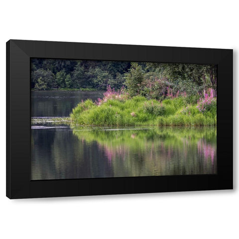 Fireweed blooming on small island in lake-Margaret Eagan Sullivan Park-Anchorage-Alaska Black Modern Wood Framed Art Print with Double Matting by Jones, Adam