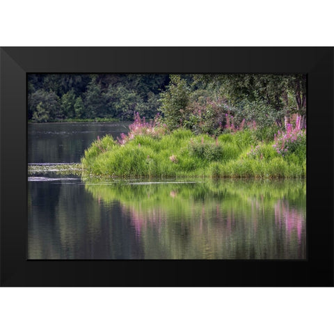 Fireweed blooming on small island in lake-Margaret Eagan Sullivan Park-Anchorage-Alaska Black Modern Wood Framed Art Print by Jones, Adam