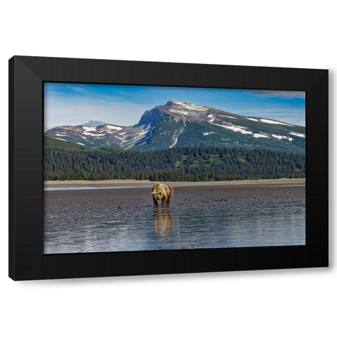 Adult female grizzly bear clamming-Lake Clark National Park and Preserve-Alaska Black Modern Wood Framed Art Print by Jones, Adam