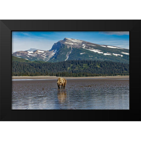 Adult female grizzly bear clamming-Lake Clark National Park and Preserve-Alaska Black Modern Wood Framed Art Print by Jones, Adam