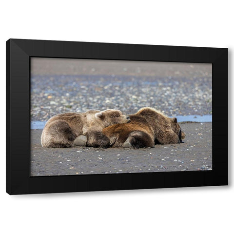 Female grizzly bear with second year cub sleeping on her back-Lake Clark National Park Black Modern Wood Framed Art Print by Jones, Adam